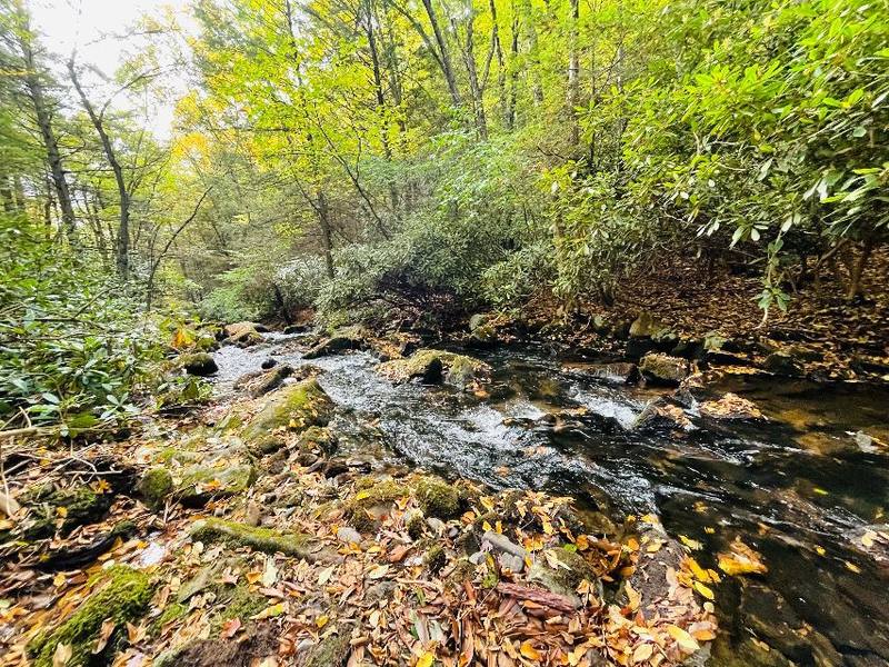 Bear Creek flowing over rocks under green trees